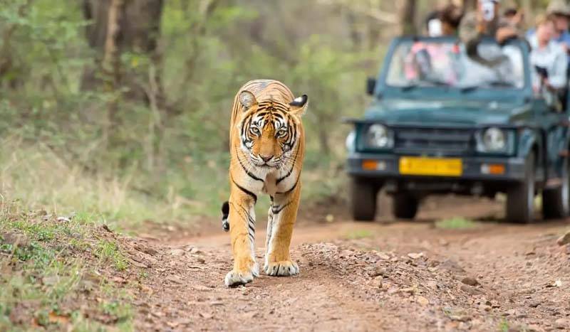 8 DAYS GOLDEN TRIANGLE TOUR WITH RANTHAMBHORE